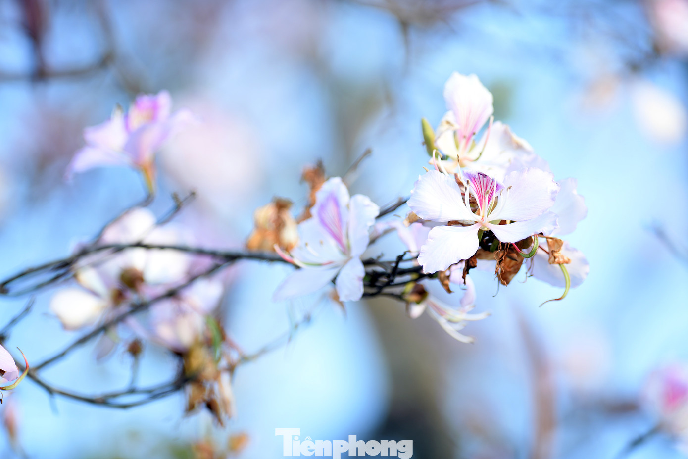 Loài hoa mang màu trắng tím và hồng, vừa dịu dàng, vừa thuần khiết chinh phục trái tim bao lữ khách ghé qua.