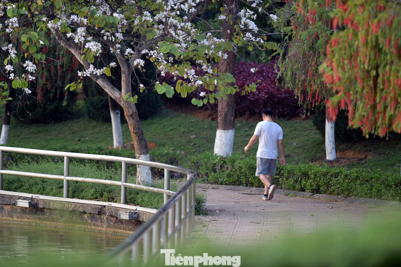 Công viên khu hành chính là nơi trồng tập trung nhiều hoa ban nhất của TP. Lai Châu.