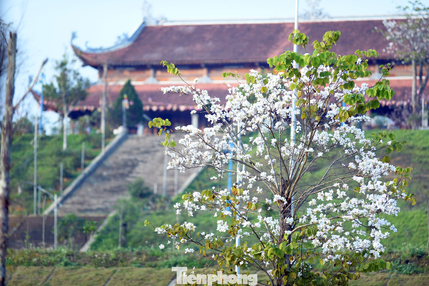 Những cây ban đua nhau khoe sắc, tạo nên không gian lãng mạn, thu hút du khách gần xa đến chiêm ngưỡng và chụp ảnh check-in.