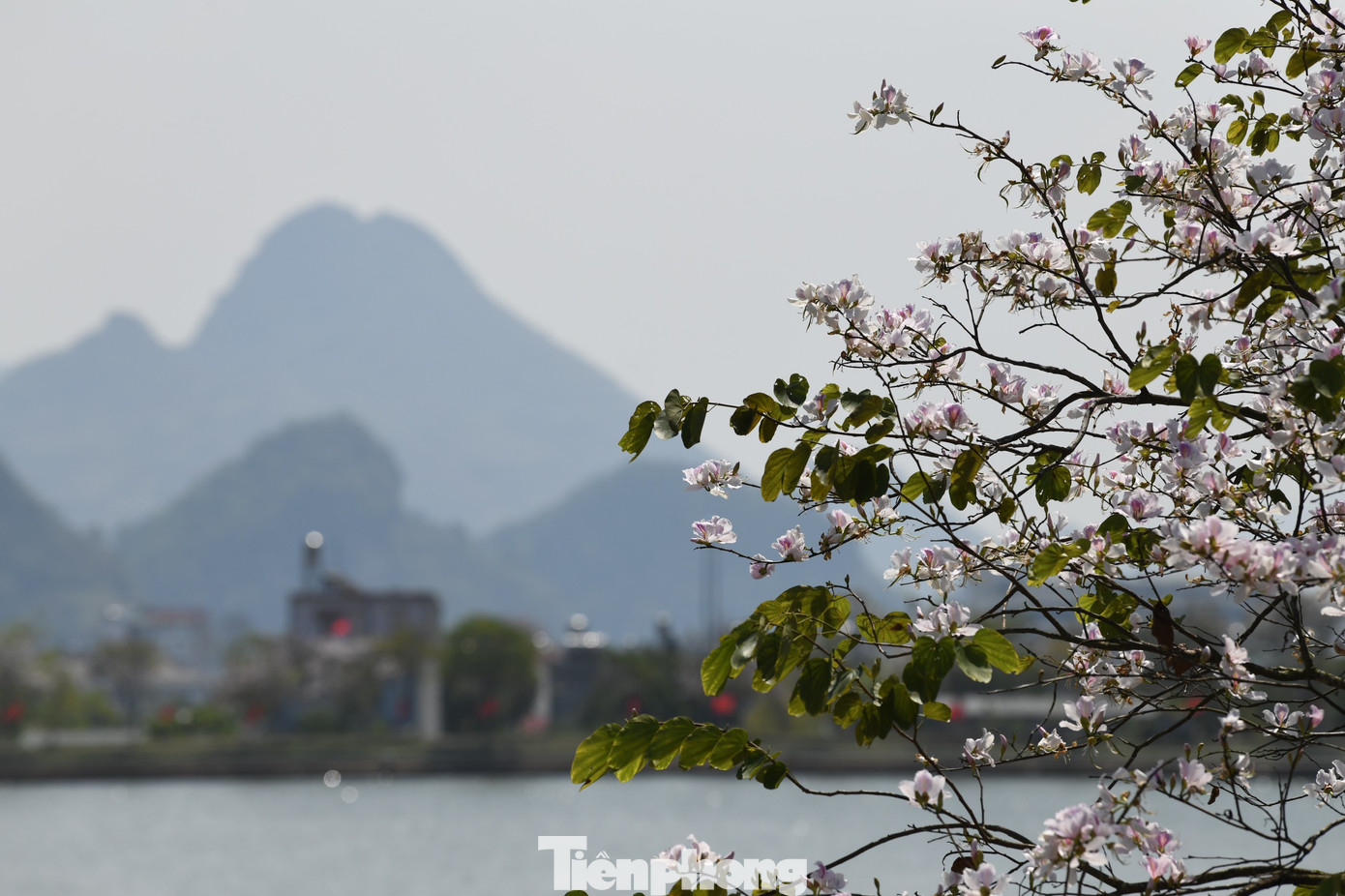Cây ban không mọc thẳng mà uốn khúc, chia cành, phân nhánh.