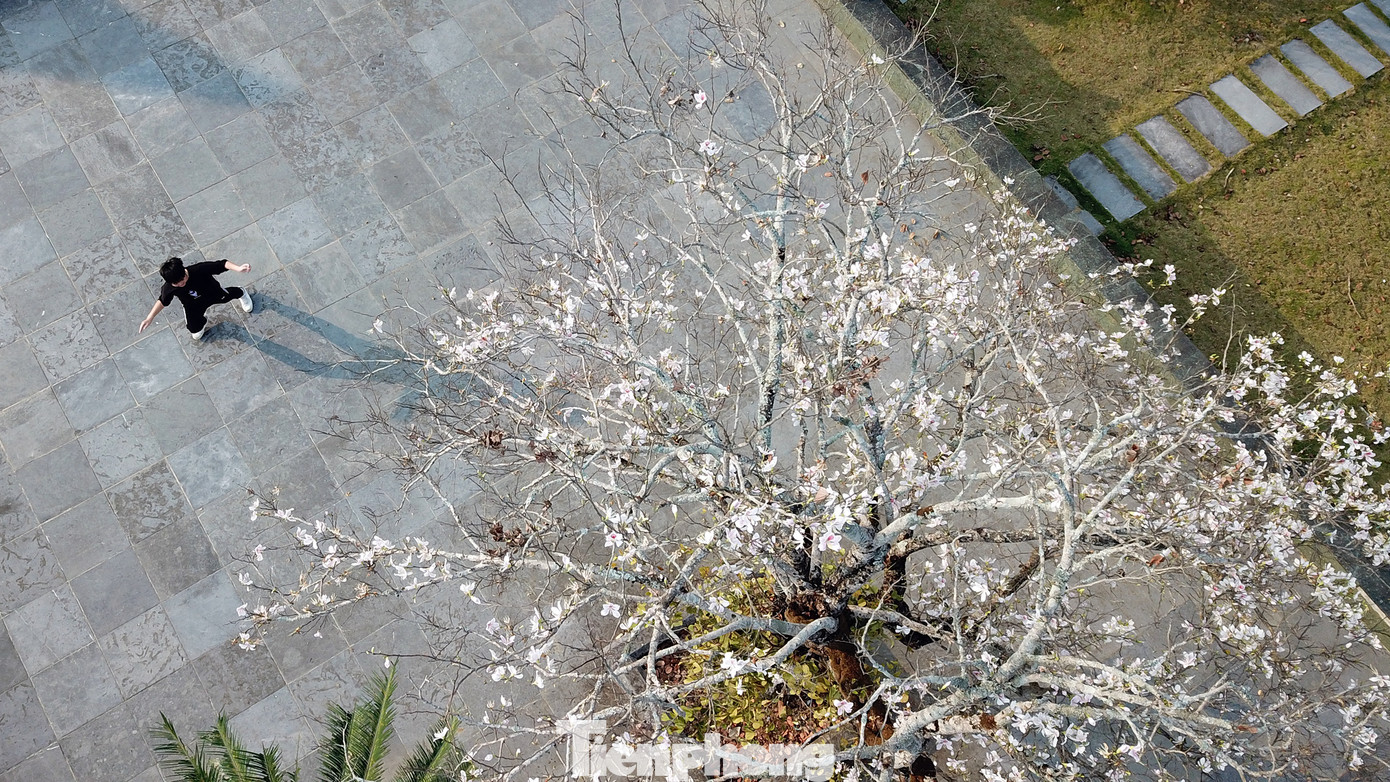 Theo ông Trần Quang Kháng – Phó Giám đốc Sở Văn hoá Thể thao và Du lịch tỉnh Lai Châu: “Hoa ban mùa này đang nở rộ nên du khách đến chụp ảnh nhiều, một số người chưa có ý thức vẫn để lại rác và ngắt hoa, níu cành,… Chúng tôi đã tham mưu UBND tỉnh Lai Châu ra văn bản nhằm tuyên truyền, nhắc nhở người dân không hái hoa ban tại các tuyến đường và khu vực công cộng, tạo điều kiện cho người dân và các vận động viên về tham dự Giải Vô địch Quốc gia Marathon và cự ly dài báo Tiền Phong lần thứ 64, năm 2023”.