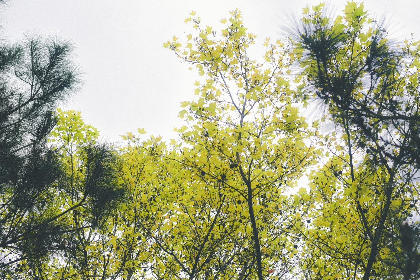 Dọc cung đường, bạn sẽ thấy những đồng cỏ lau vào mùa đẹp như tranh vẽ, trải dài. Còn gì tuyệt vời hơn khi được vi vu và thả mình giữa những cánh đồng ngút ngàn và ghi lại những bức hình “sống ảo”. Dọc cung đường, bạn sẽ thấy những đồng cỏ lau vào mùa đẹp như tranh vẽ, trải dài. Còn gì tuyệt vời hơn khi được vi vu và thả mình giữa những cánh đồng ngút ngàn và ghi lại những bức hình “sống ảo”.