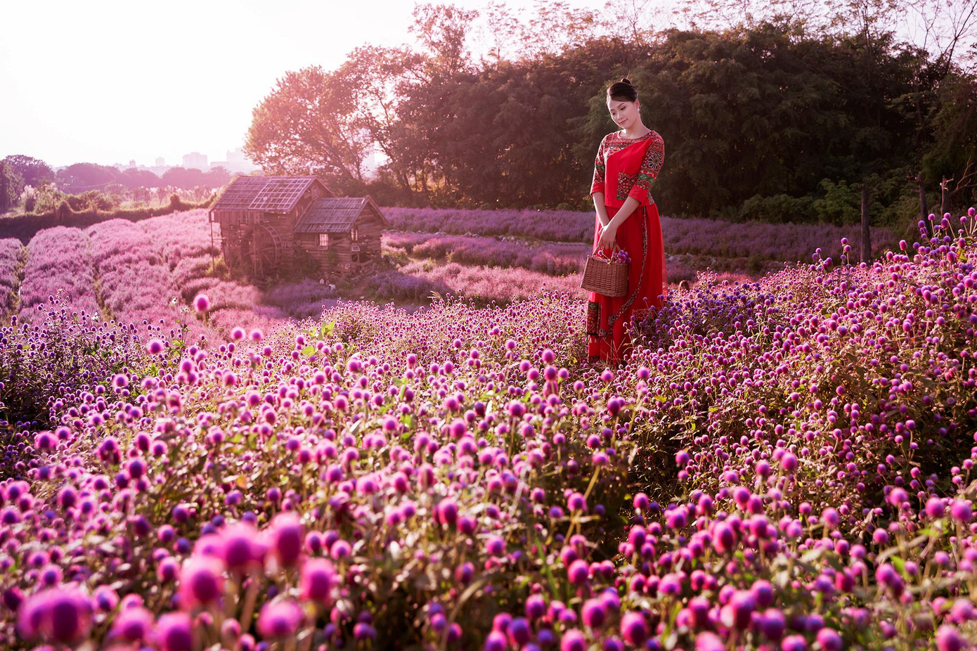 Không chỉ có cúc cánh bướm, vườn hoa xuân ngoại ô Hà Nội còn có hoa violet, hoa cúc vàng, hoa hướng dương... tha hồ cho các bạn gái ngắm hoa, tạo dáng.