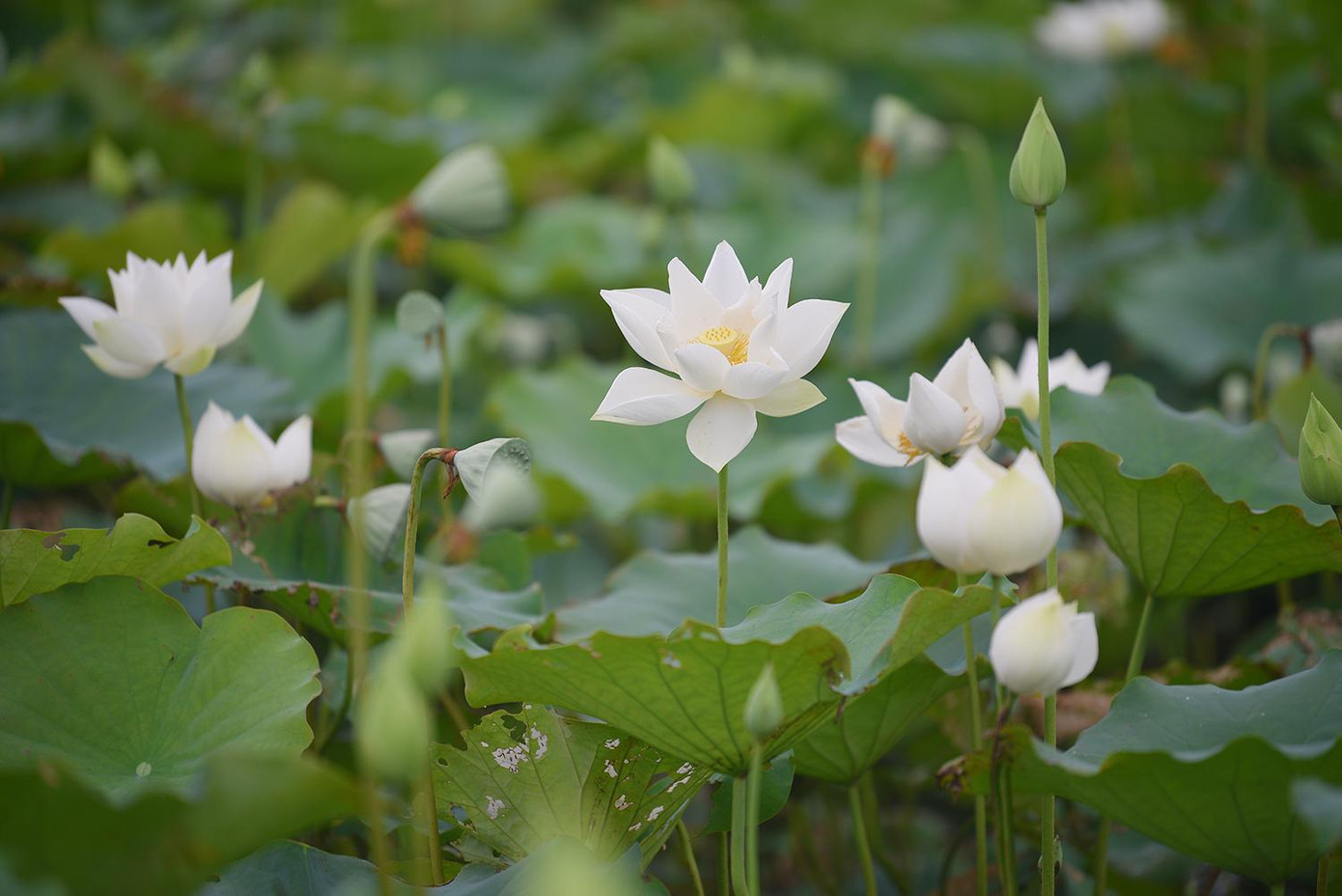 Sen thường nở vào đầu Hạ (tháng Năm).