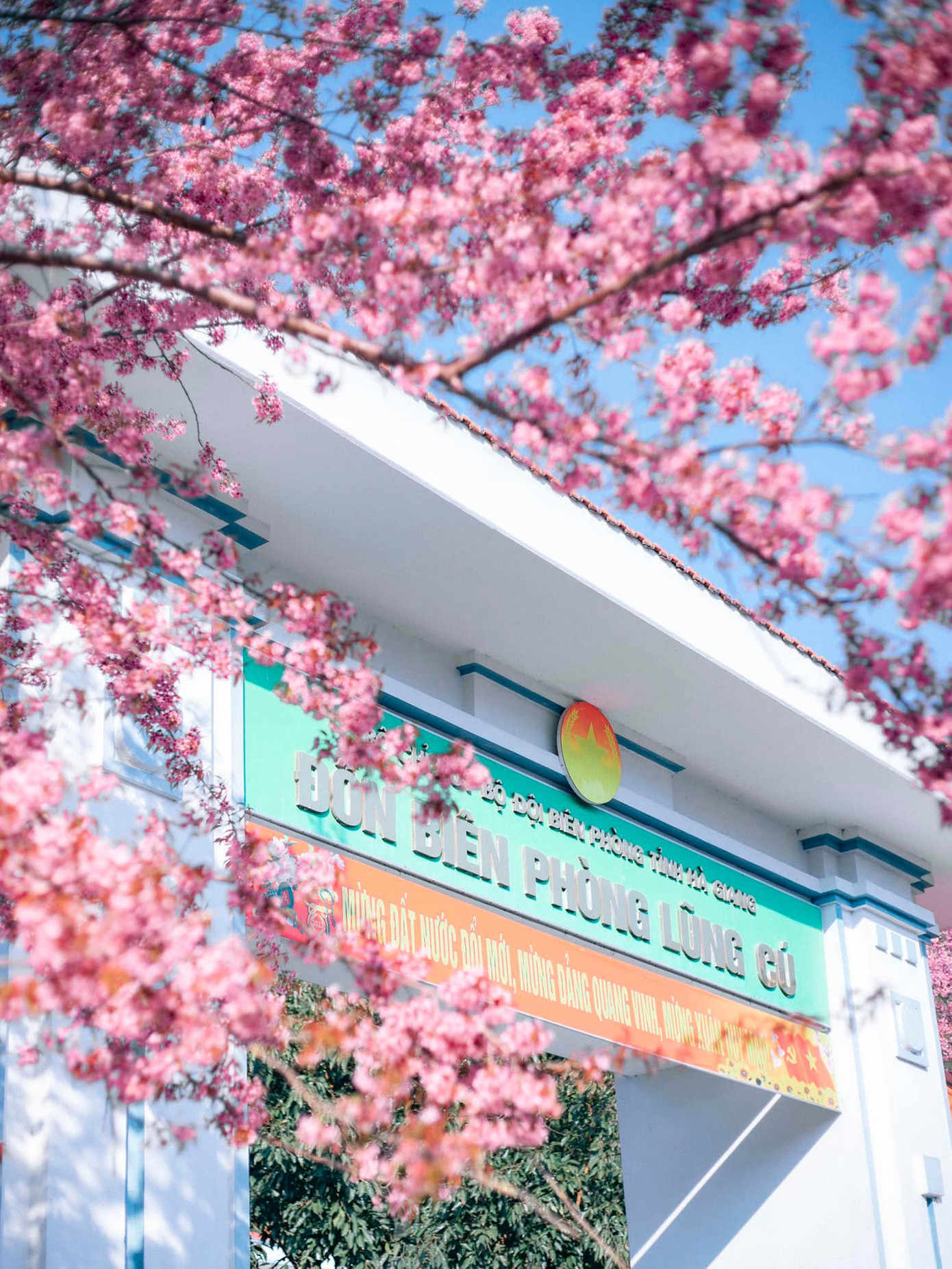 Ngoài ra, tại Hà Giang, có thể chiêm ngưỡng hoa anh đào nở ở một số điểm khác như Đồn Biên phòng xã Lũng Cú, chân cột cờ Lũng Cú, thị trấn Phó Bảng. Ảnh: Blog của Rọt