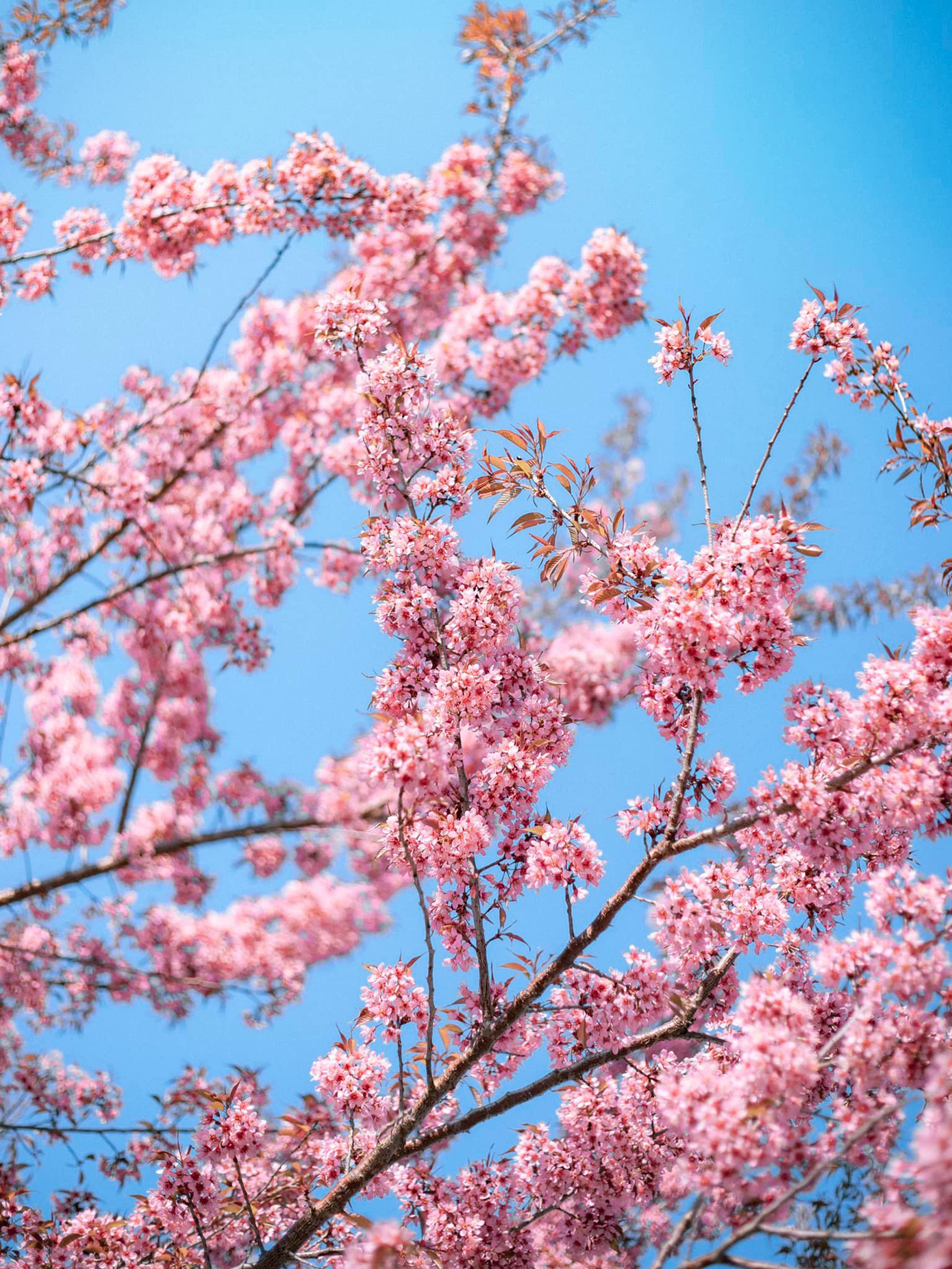 Những cành đào uốn cong, mềm mại đung đưa trong gió. Ảnh: Blog của Rọt