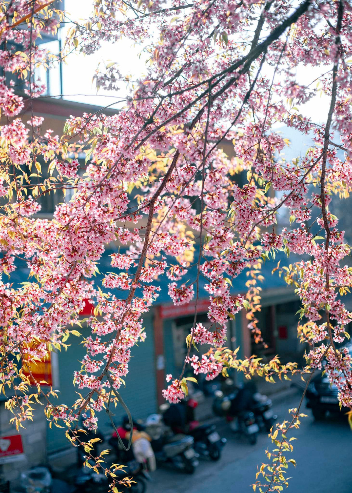 Một trong những điểm đến được nhiều người tìm kiếm là hàng cây mai anh đào trên con đường làng Ma Lé ở thị trấn Đồng Văn, xã Ma Lé, Lũng Cú (Hà Giang). Ảnh: Blog của Rọt