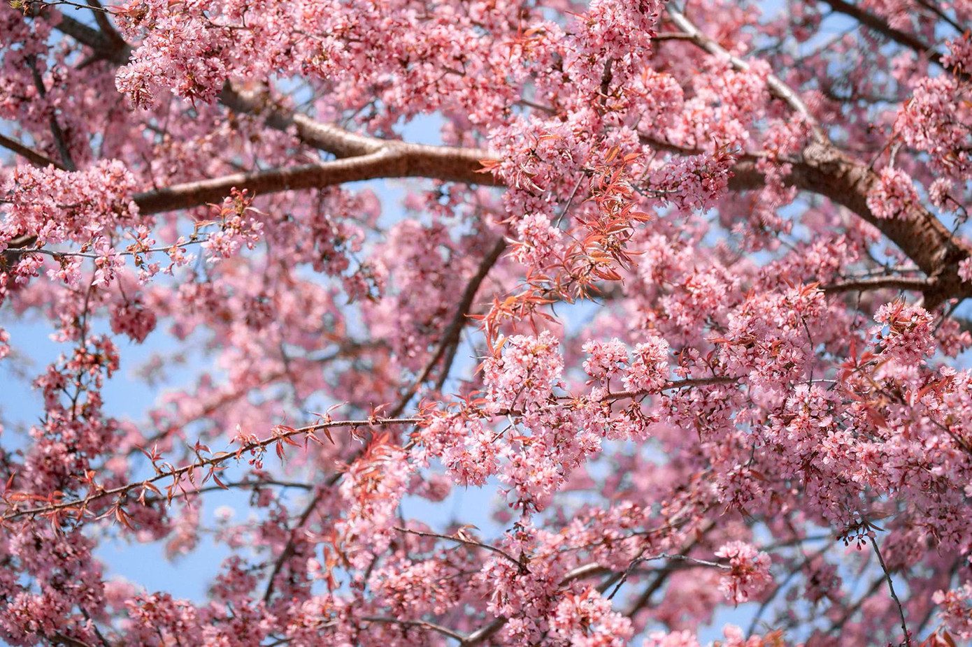 Hoa anh đào rực rỡ sắc màu, đẹp mê hồn trong những ngày đầy nắng. Ảnh: Blog của Rọt