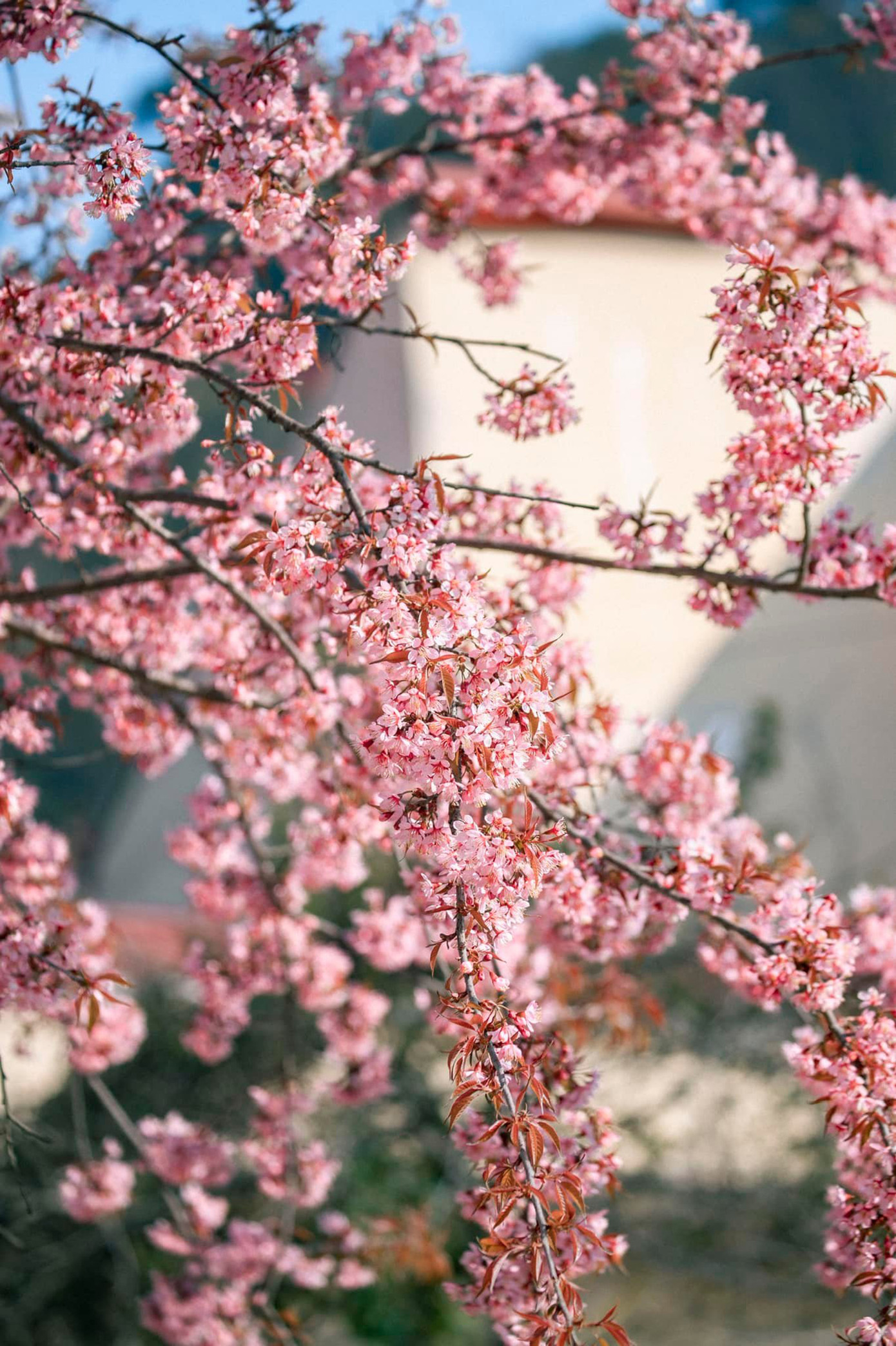 Khung cảnh cực Bắc của Tổ quốc như được tô đậm thêm với hình ảnh hoa anh đào nở rộ. Ảnh: Blog của Rọt