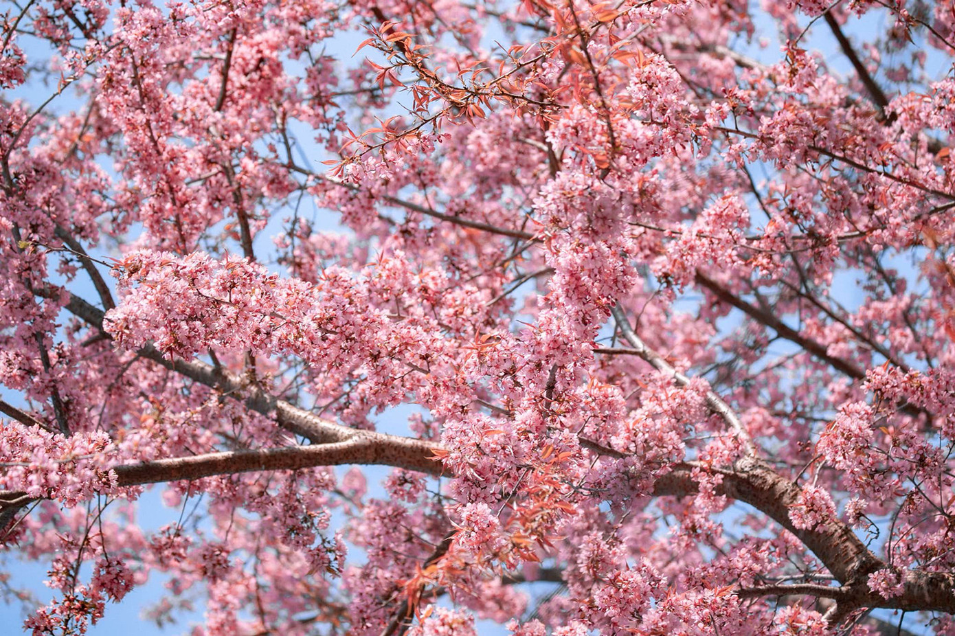 Nhiều nhóm bạn trẻ từ TP. HCM đã rủ nhau lên Hà Giang không chỉ là để khám phá cảnh đẹp hoang sơ, hùng vĩ mà còn để kịp ngắm hoa anh đào nở rộ và chụp hình trong tiết trời Xuân nắng lạnh. Ảnh: Blog của Rọt