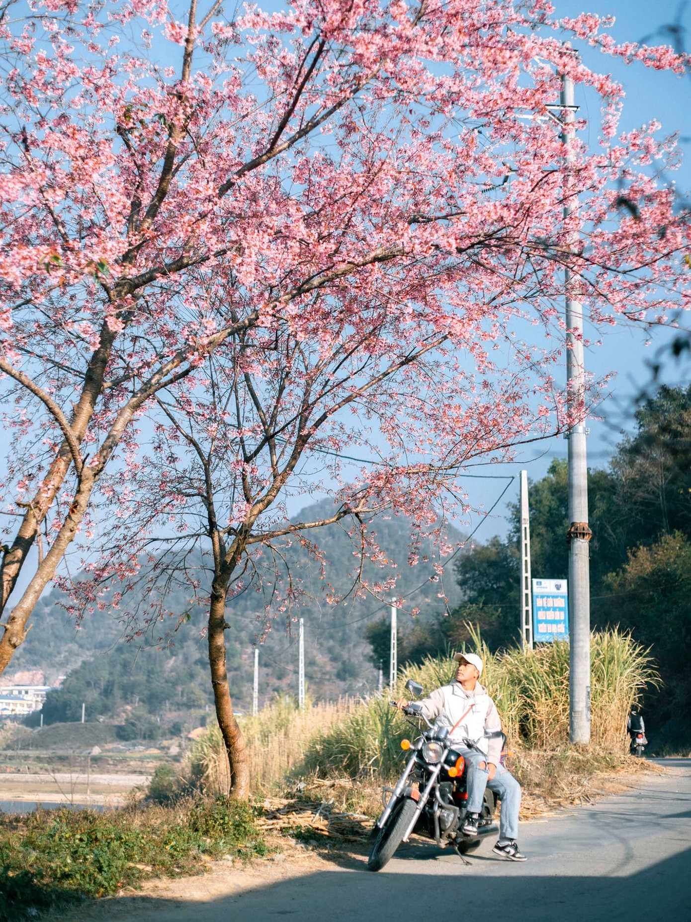 Dự kiến, loài hoa này sẽ nở rộ trong những ngày đầu tháng Hai này, đây được coi là điểm đến không thể bỏ qua với những bạn trẻ thích khám phá. Ảnh: Blog của Rọt