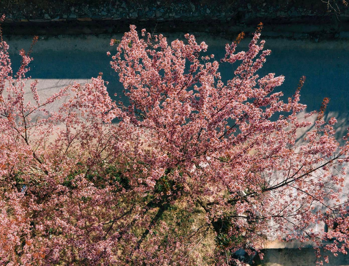 Hoa anh đào nở rực rỡ trong nắng sớm. Ảnh: Blog của Rọt