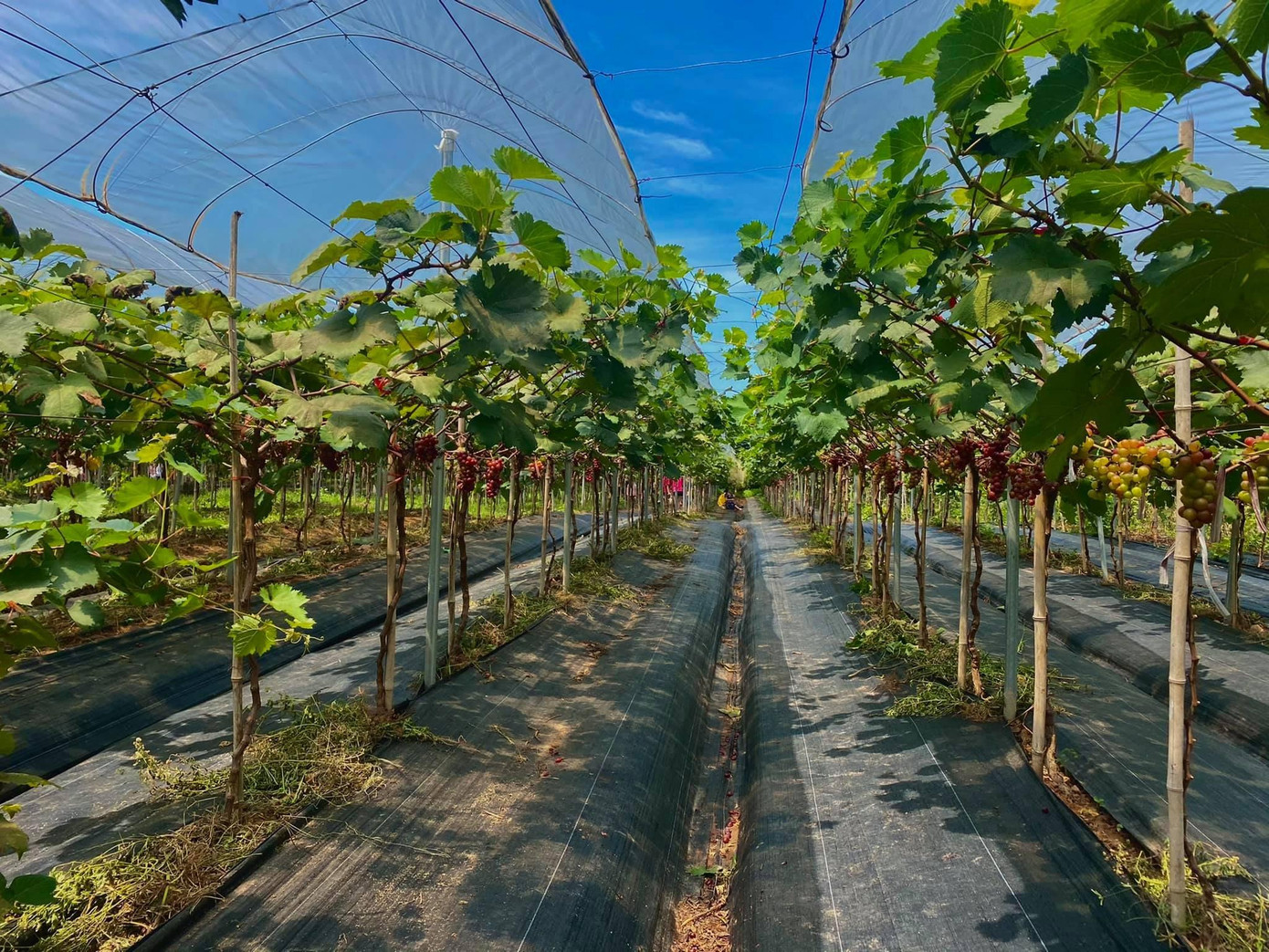 Vườn nho độc đáo này nằm tại xã Vĩnh Ngọc, huyện Đông Anh, TP. Hà Nội. Theo chủ vườn cho biết, khoảng thời gian thu hoạch là khoảng tháng Sáu đến tháng Bảy và cũng là thời gian thu hút nhiều khách đến tham quan, trải nghiệm tại vườn.