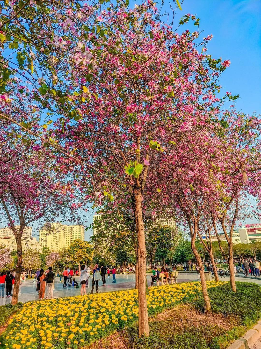 Khác với những con phố hoa ban nổi tiếng trong thành phố, tại công viên Cầu Giấy, hoa ban được trồng ven mặt nước, chạy quanh hồ, tạo nên cảnh quan thật đẹp.