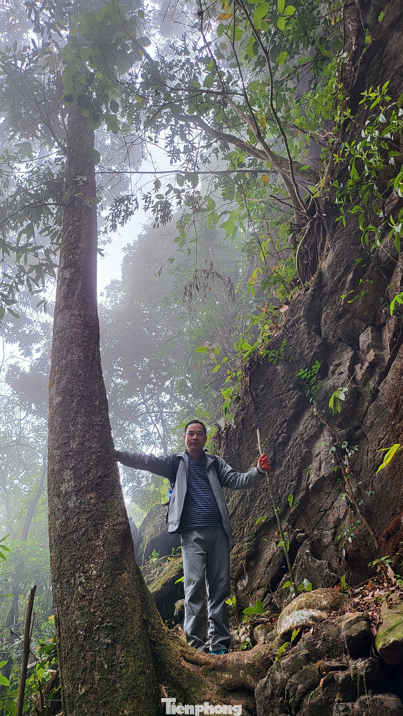 Những thân cây gỗ mọc um tùm trên đường.