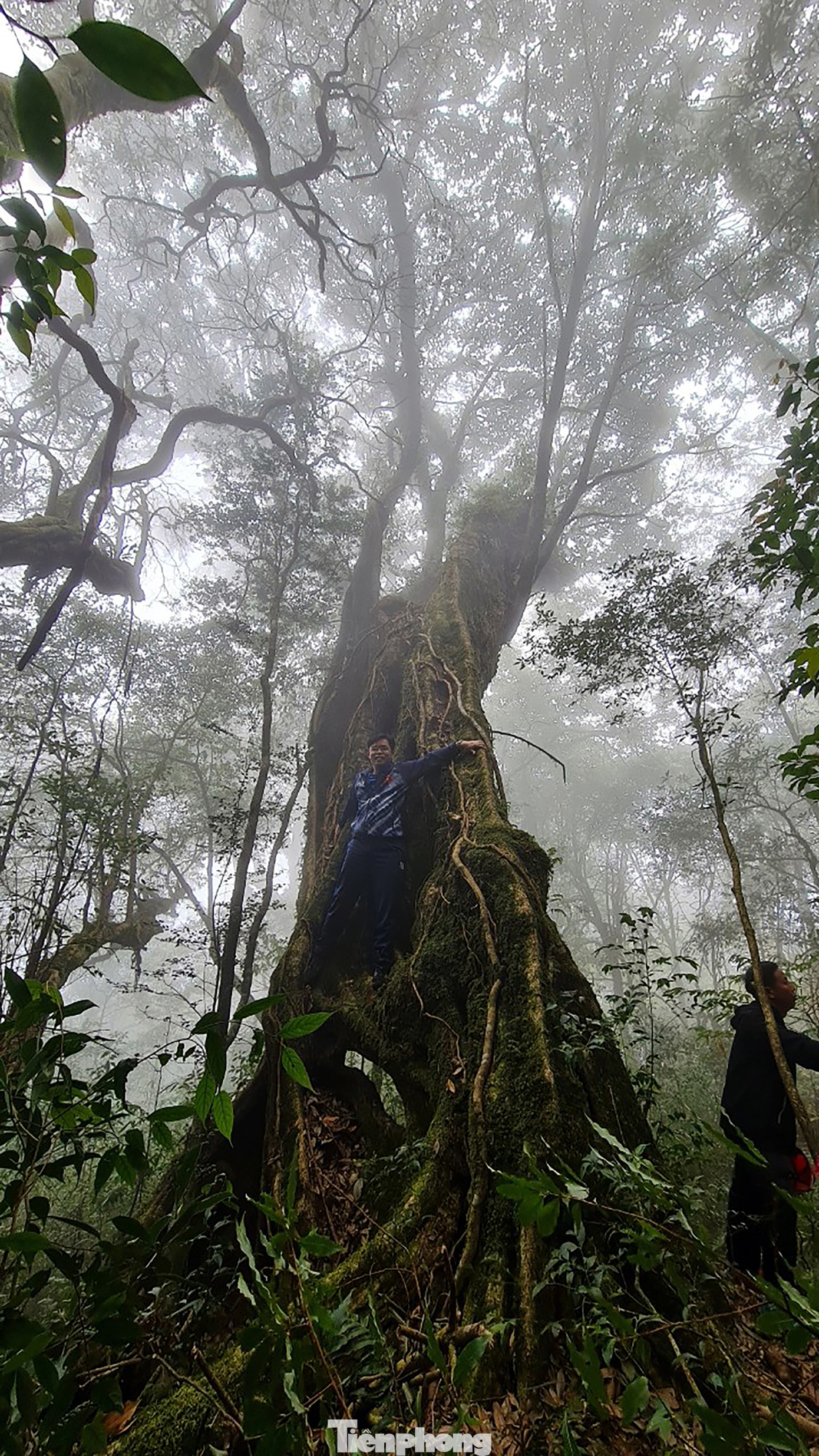 Xuyên rừng già chinh phục một trong tứ đại đỉnh núi Việt Nam ảnh 5