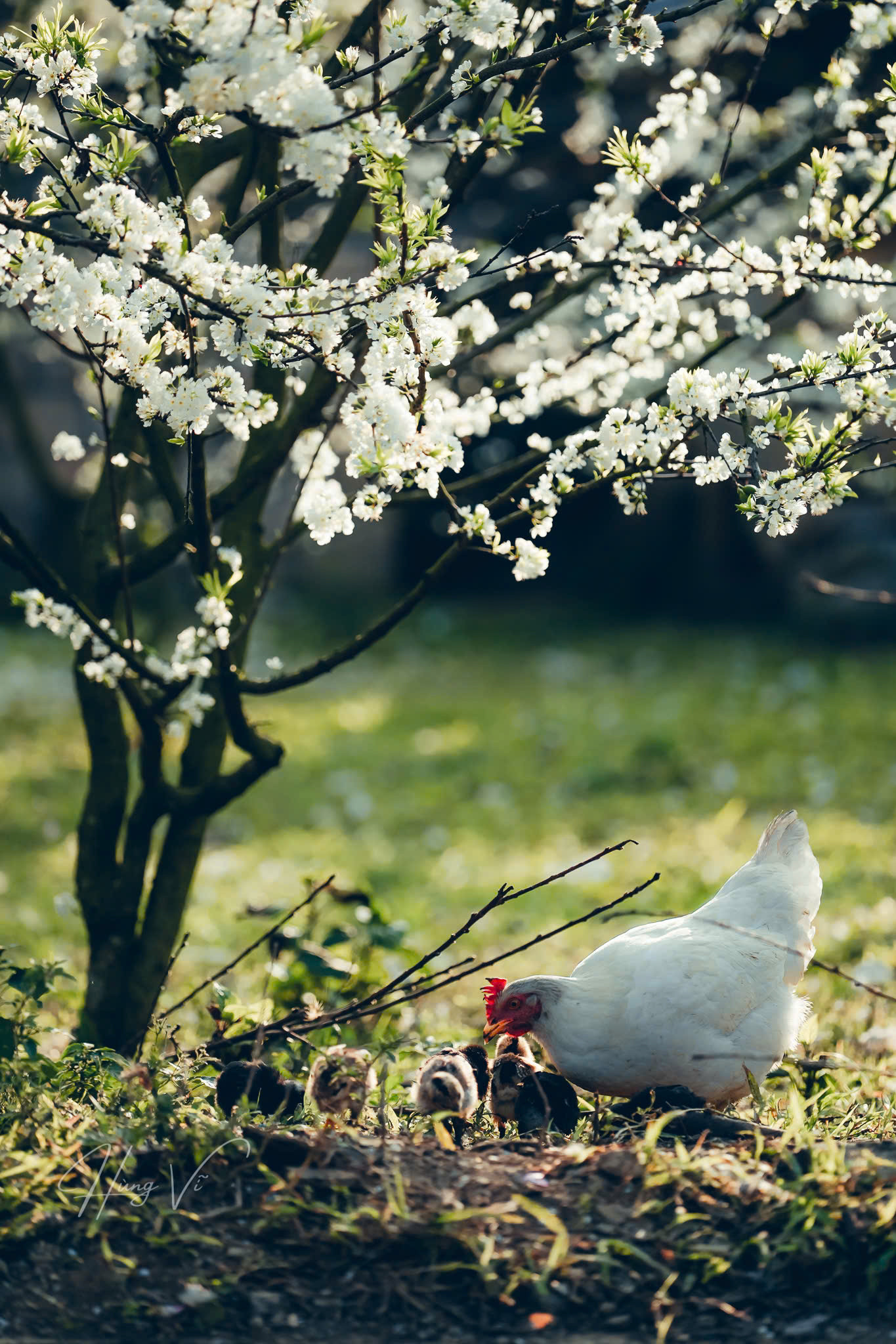 Thiên nhiên Mộc Châu những ngày này. Thiên nhiên Mộc Châu những ngày này.
