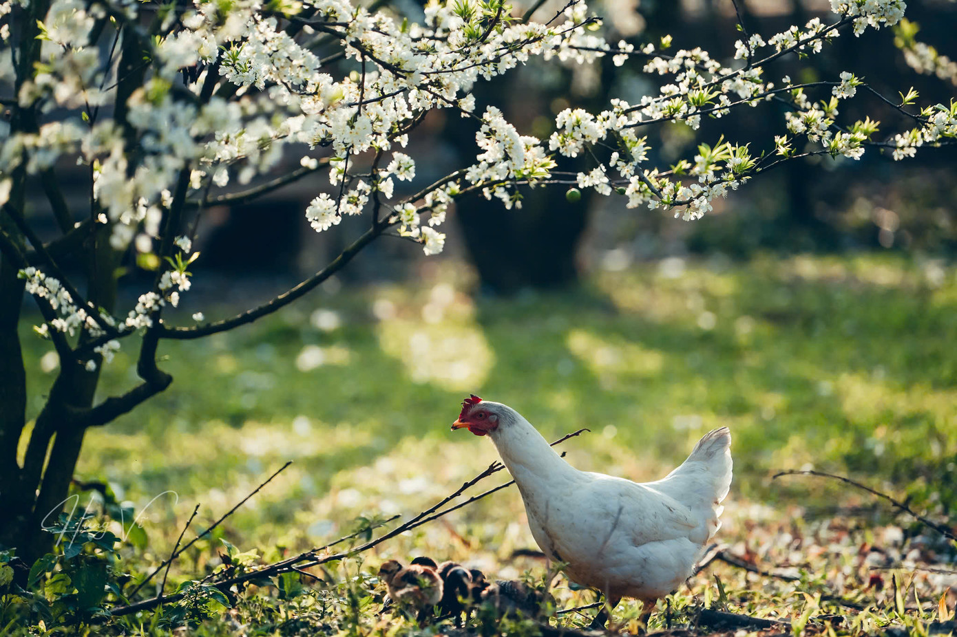 Thiên nhiên Mộc Châu những ngày này. Thiên nhiên Mộc Châu những ngày này.