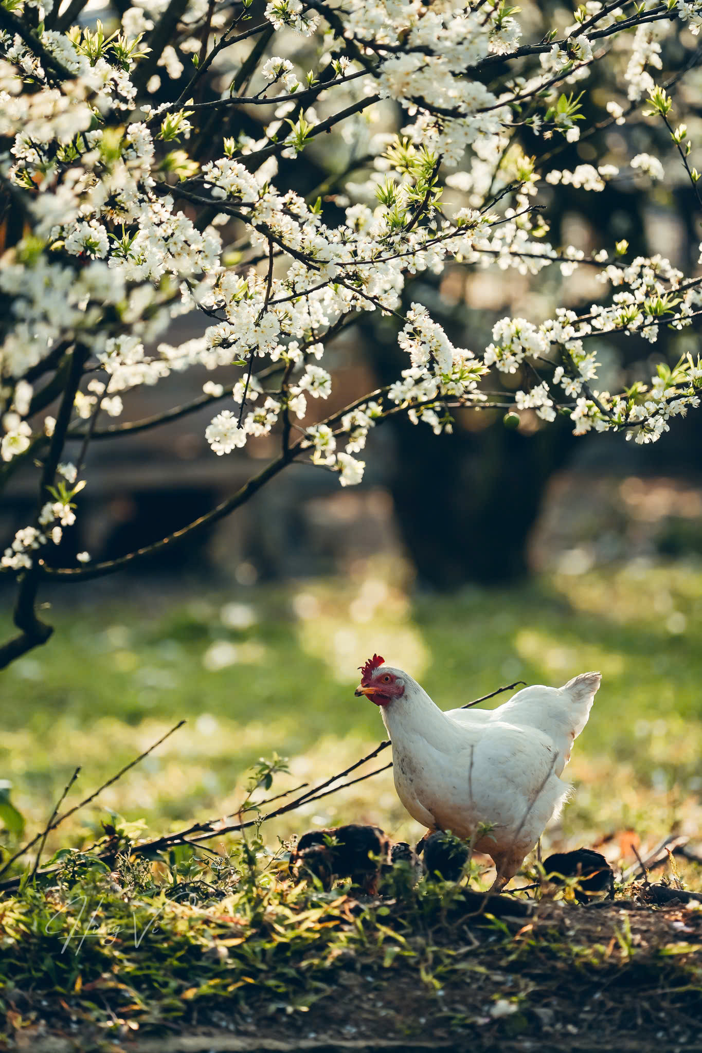 Thiên nhiên Mộc Châu những ngày này. Thiên nhiên Mộc Châu những ngày này.