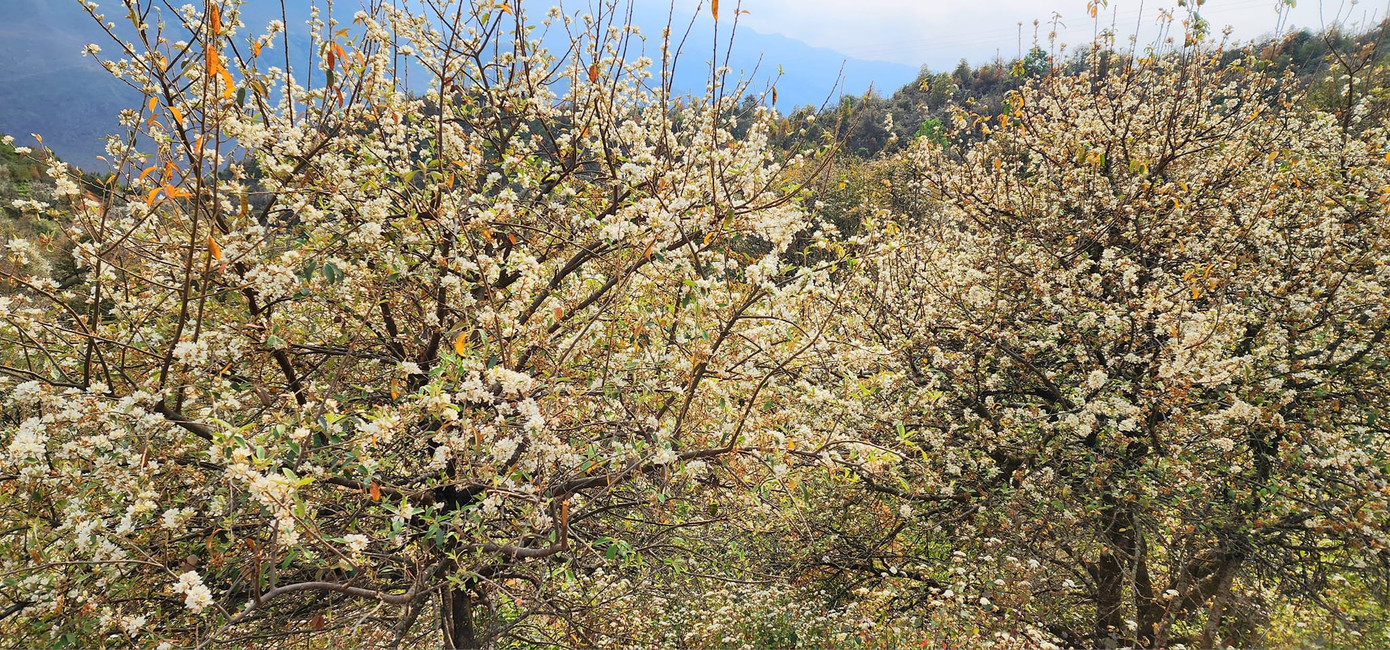 Đến với Ngọc Chiến (Sơn La) vào đúng dịp này, các bạn trẻ được hòa vào không gian văn hóa các dân tộc Thái, Mông… chiêm ngưỡng những điệu nhảy, điệu múa cùng những bài khèn Mông, tô thêm nét văn hóa độc đáo, tạo nên sự náo nhiệt và làm xao xuyến du khách. Ảnh: NGUYỄN NGỌC HẢI