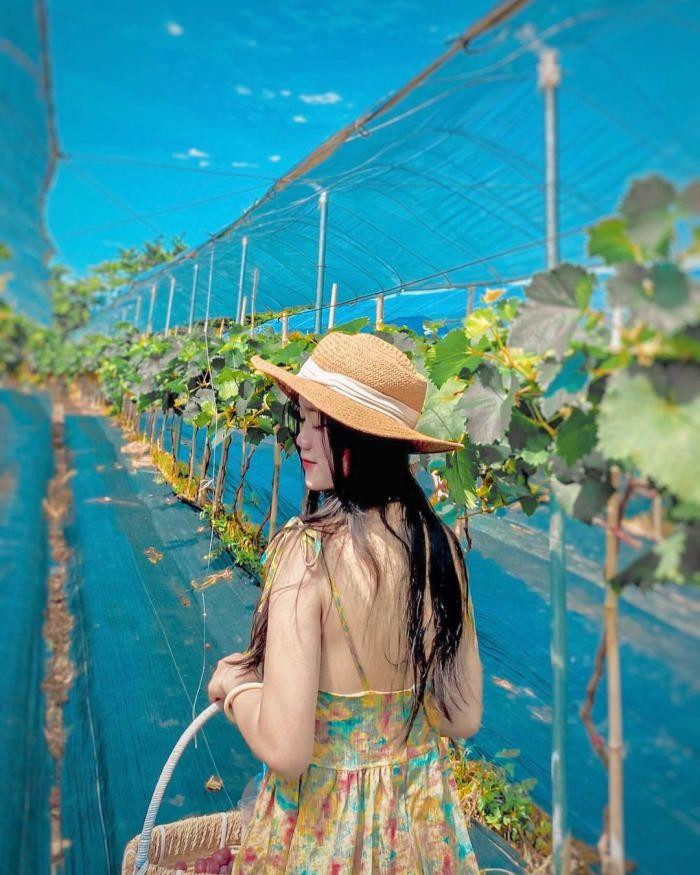 Giống nho ở đây được trồng là black pearl và sweet sapphire. Giống nho ở đây được trồng là black pearl và sweet sapphire.