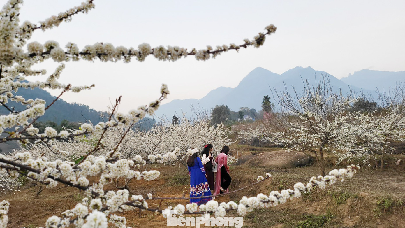 Đồi hoa mận trắng tinh khôi hút hồn hàng nghìn du khách đến thăm quan, chụp ảnh mỗi ngày.