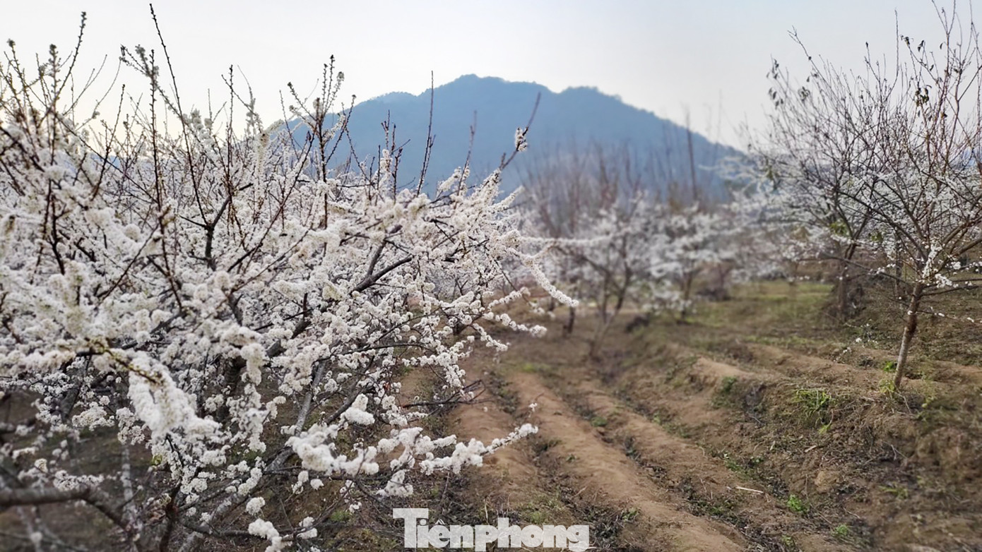 Rừng mận trải dài thu hút hàng nghìn du khách mỗi ngày.