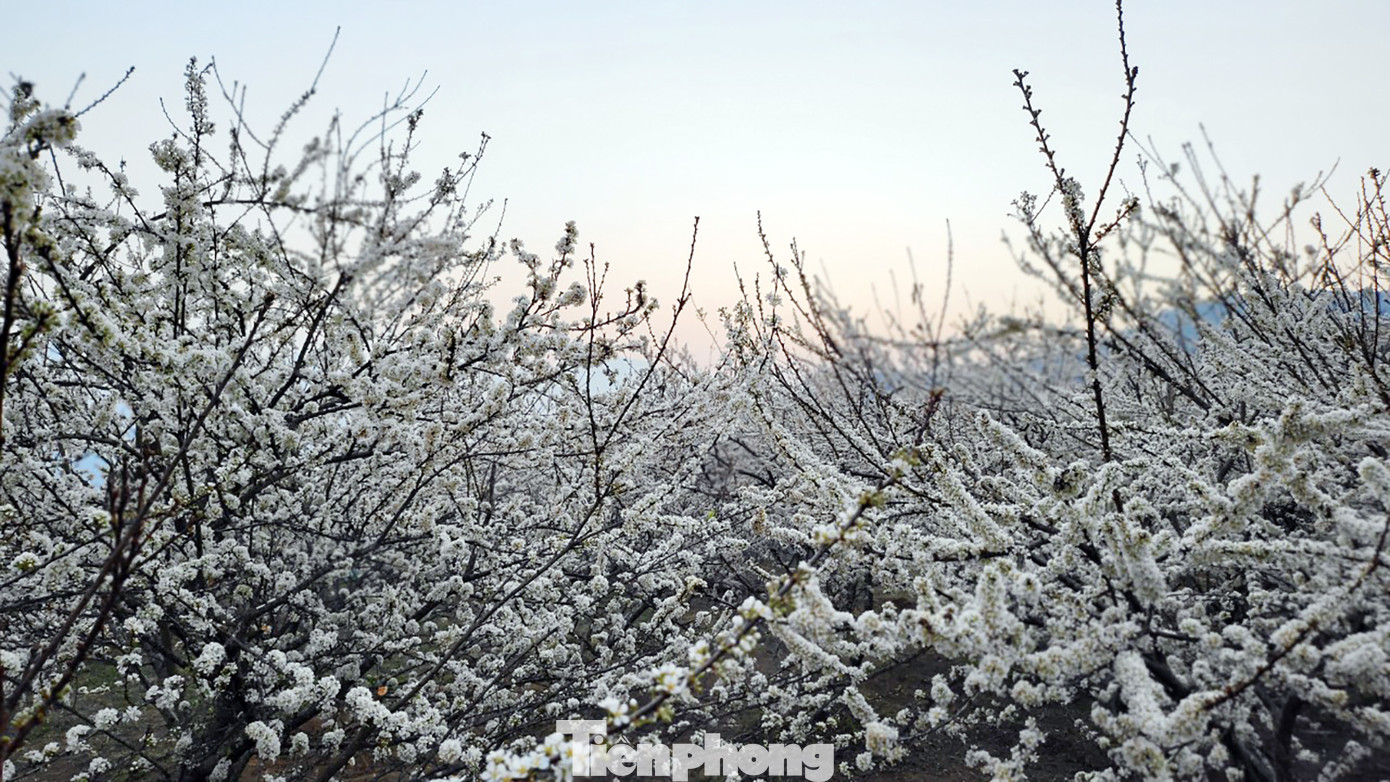 Tại thung lũng mận rộng hơn 3 hecta, anh Khương - chủ vườn mận trắng tại đây cho biết: “Hiện tôi cùng một số hộ dân đang chăm sóc hơn 1.000 gốc mận hậu, mận tam hoa đang đợt nở rộ. Thấy mọi người có nhu cầu, tôi đã mở vườn hỗ trợ du khách đến tham quan, chụp ảnh. Mỗi ngày, vườn mận của tôi thu hút hàng nghìn du khách”.