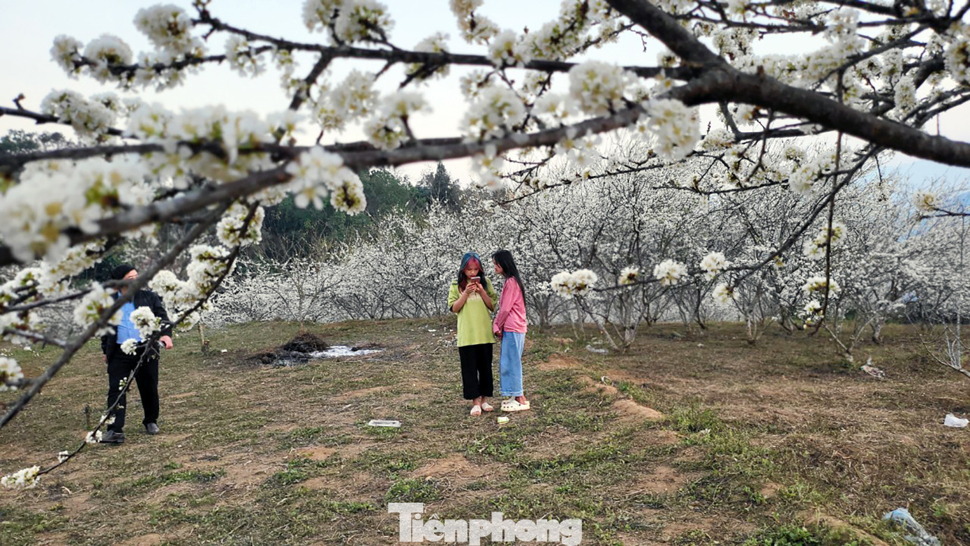 Những bông hoa trắng tuyết mang vẻ đẹp trong veo. Ánh nắng vàng càng tôn thêm vẻ đẹp tinh khôi của hoa mận.