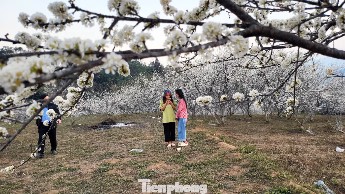 Những bông hoa trắng tuyết mang vẻ đẹp trong veo. Ánh nắng vàng càng tôn thêm vẻ đẹp tinh khôi của hoa mận.