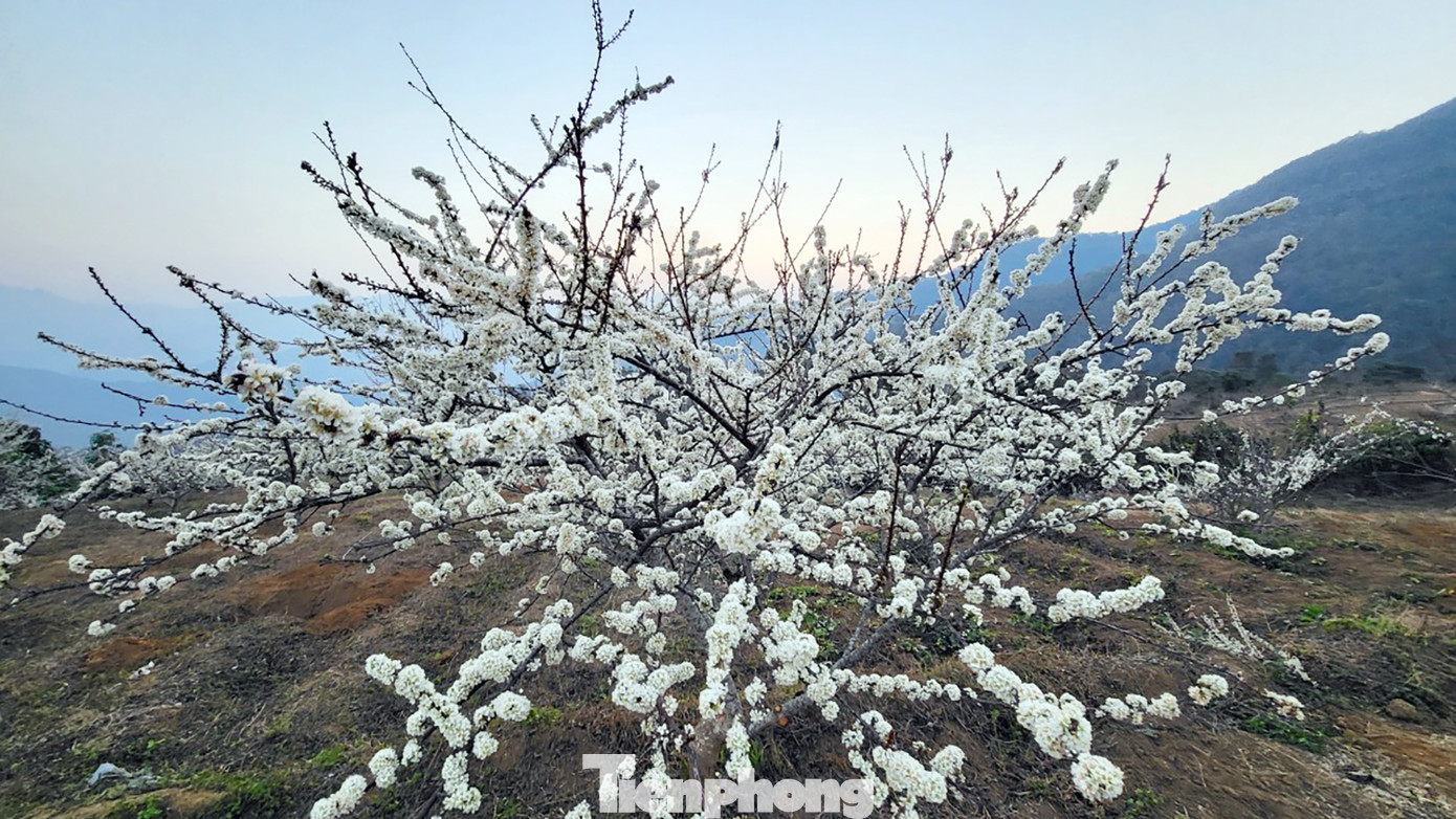 Dọc quốc lộ 4, những ngày này, đồi mận trắng với hàng nghìn cây bung hoa tại bản Chù Lìn, xã Hồ thầu (huyện Tam Đường, tỉnh Lai Châu).