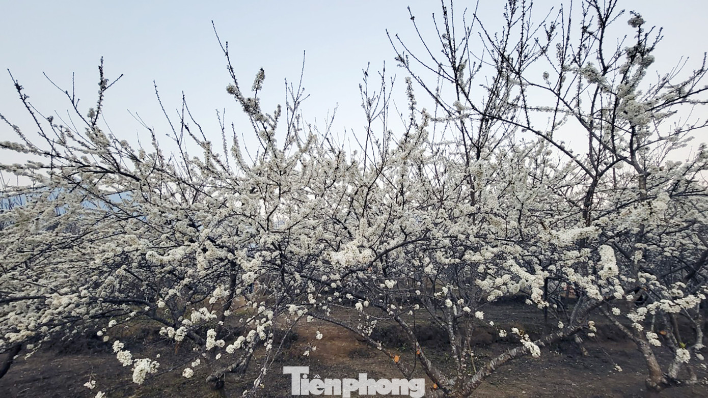 Những vạt đồi hoa mận trắng giữa núi rừng Tây Bắc, bắt đầu nở vào cuối tháng 1 đến đầu tháng 2 dương lịch.