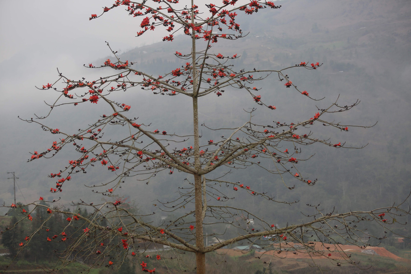 Hoa gạo đỏ khoe sắc với núi rừng. Hoa gạo đỏ khoe sắc với núi rừng.