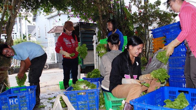 Rau Đà Lạt được đóng thùng đưa về TP.HCM tiêu thụ