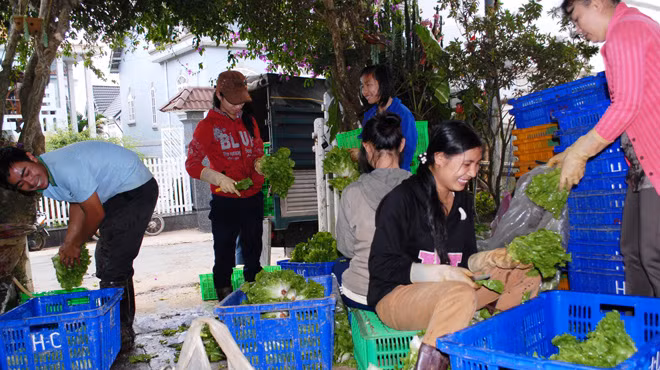 Rau Đà Lạt được đóng thùng đưa về TP.HCM tiêu thụ