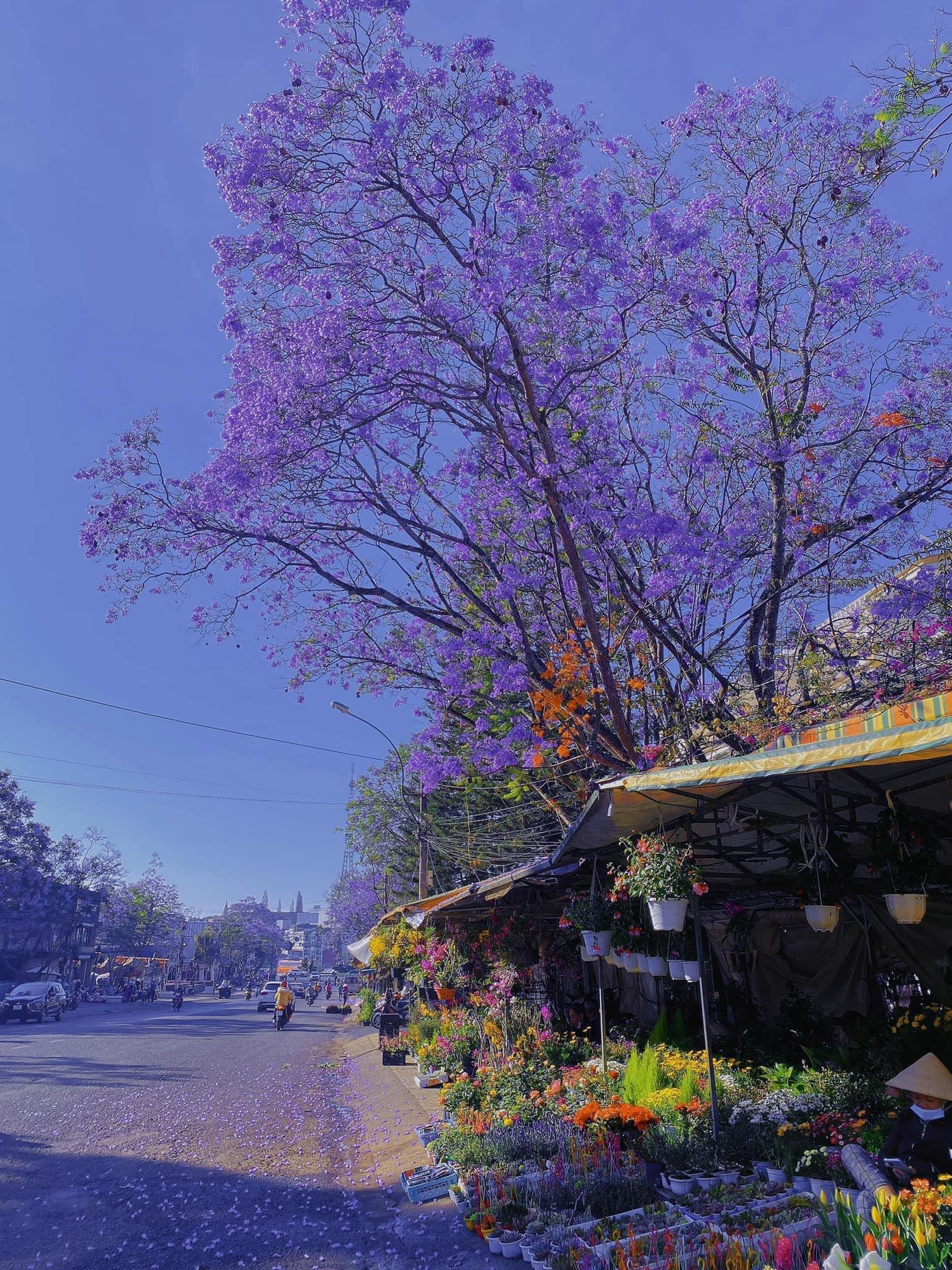 Một góc chợ Đà Lạt được tô điểm sắc tím mộng mơ. Nguồn: Review Thật