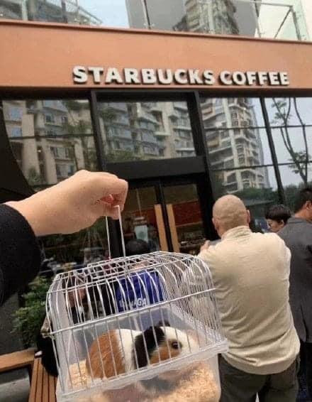 Hôm nay, chú chuột hamster được chủ dẫn ra ngoài uống cà phê Starbucks nè.