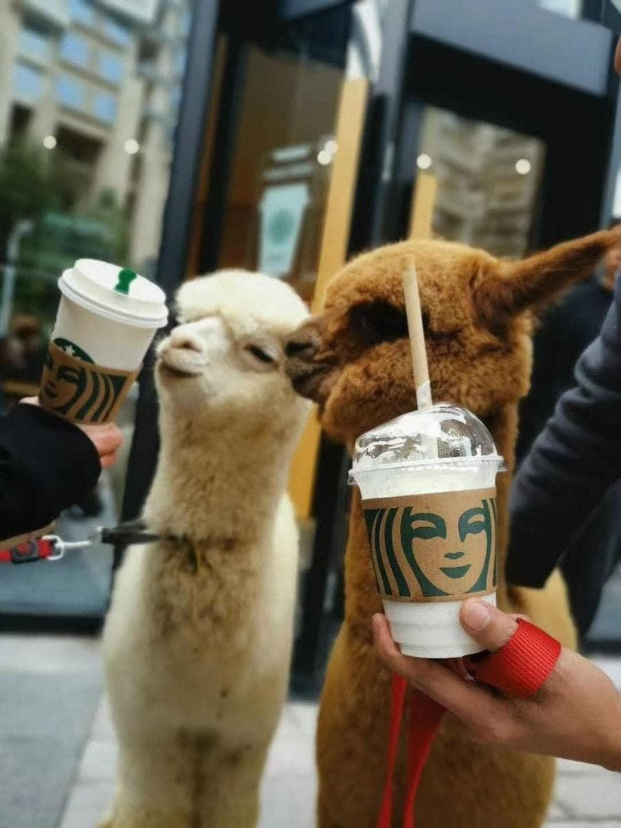 Nhìn hai bạn lạc đà Alpaca dễ thương như vậy, ai mà không nỡ cho một cốc kem miễn phí chứ!