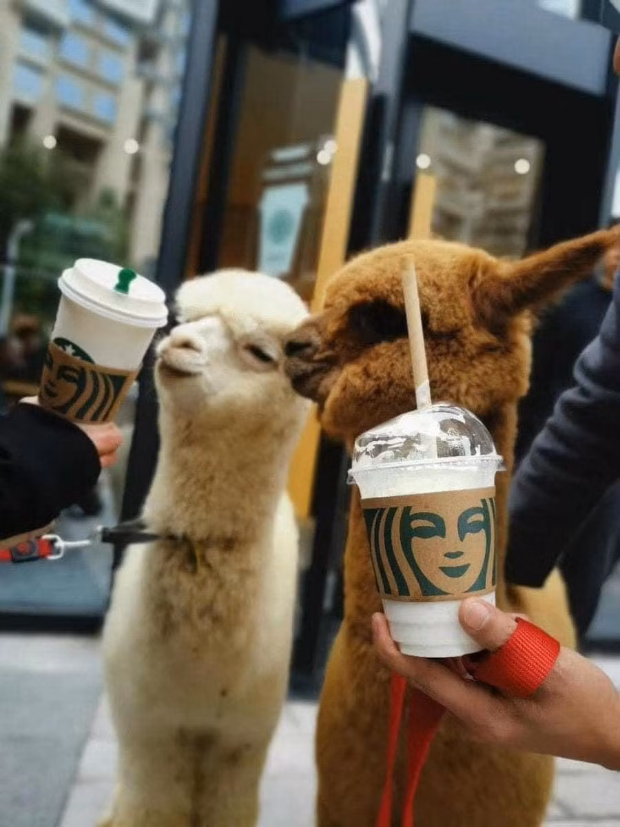 Nhìn hai bạn lạc đà Alpaca dễ thương như vậy, ai mà không nỡ cho một cốc kem miễn phí chứ!