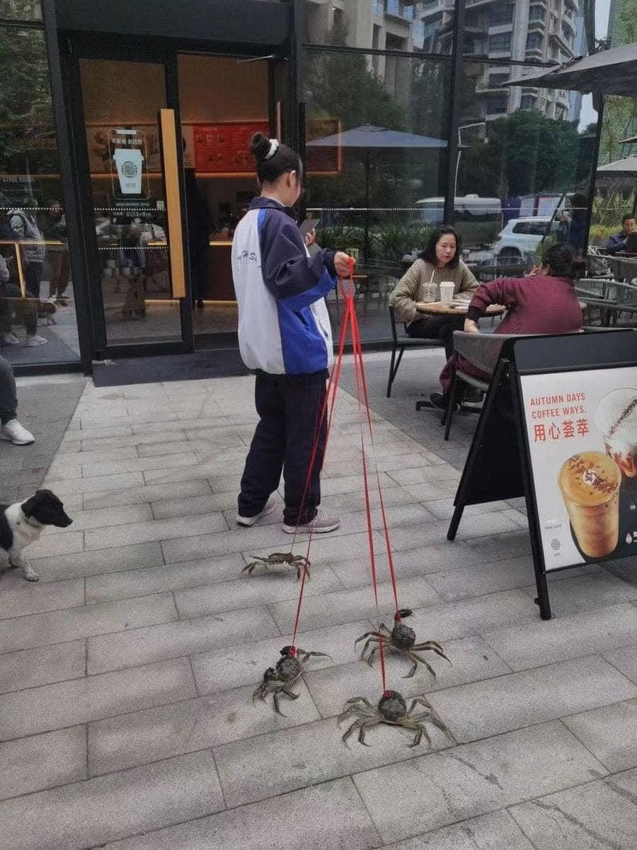 Nhân vật "chiếm sóng" nhất Starbucks Thành Đô chắc hẳn là chị gái với bốn chú cua. Không biết là thú cưng của chị hay chị vừa chạy ra chợ mua nữa.