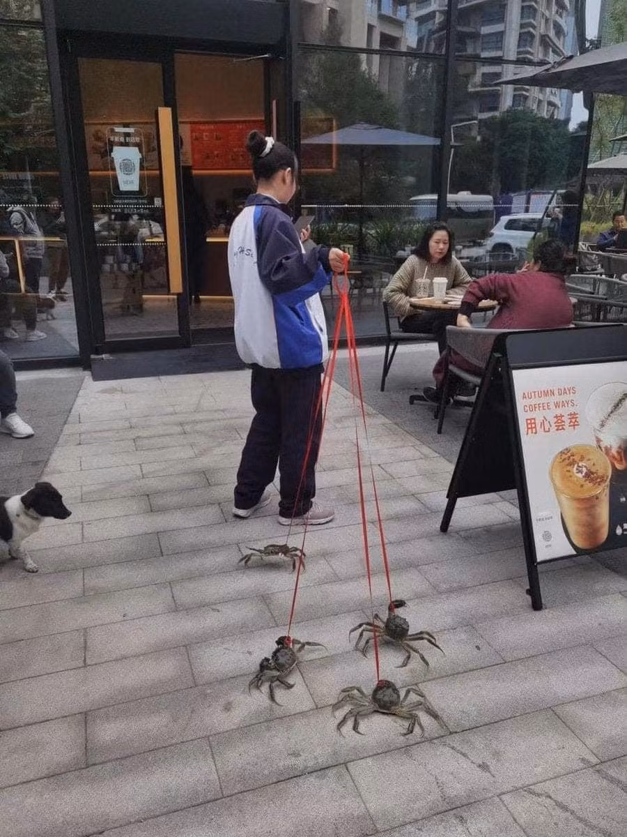 Nhân vật "chiếm sóng" nhất Starbucks Thành Đô chắc hẳn là chị gái với bốn chú cua. Không biết là thú cưng của chị hay chị vừa chạy ra chợ mua nữa.