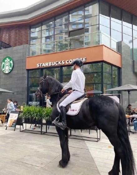 Chú ngựa lạc đâu đến tận Starbucks đây?