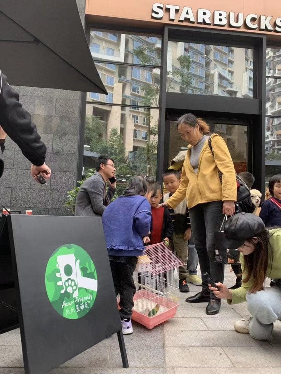 Những bạn chim "líu lo" cả ngày ở Starbucks Thành Đô, Trung Quốc để chờ cốc kem mát lạnh.