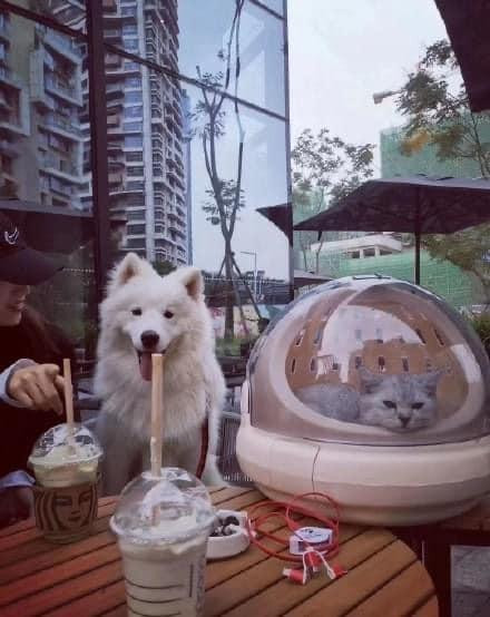 Không thể thiếu đội quân "hùng hậu" chó mèo rồi.