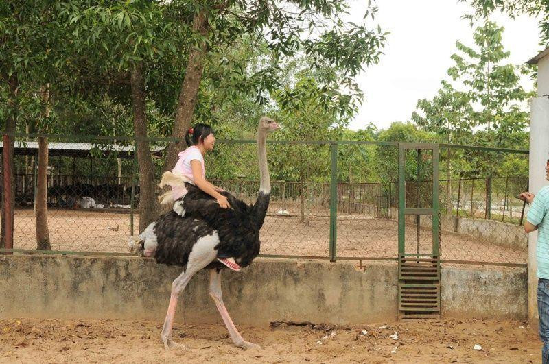 Nhiều hoạt động thú vị đang chờ Gen Z trải nghiệm tại khu du lịch Vườn Xoài. Nguồn: Internet Nhiều hoạt động thú vị đang chờ Gen Z trải nghiệm tại khu du lịch Vườn Xoài. Nguồn: Internet