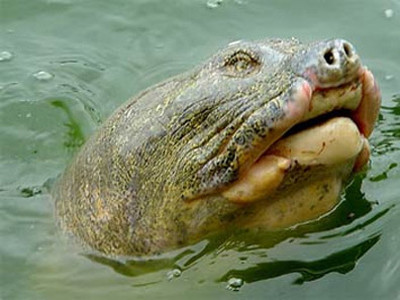 Rùa hồ Gươm - báu vật mà ông Đức nghiên cứu không biết mệt mỏi