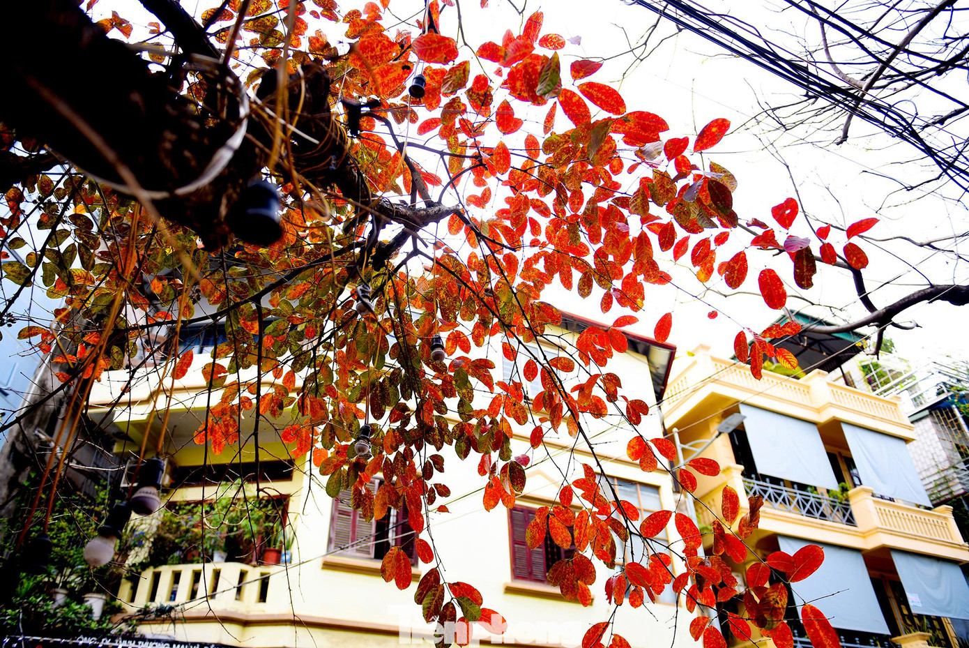 Ở nhiều góc phố Hà Nội, cây xanh bắt đầu chuyển sang sắc đỏ, vàng. Ngắm thủ đô những ngày này cứ ngỡ như đang lạc vào mùa thu rực rỡ sắc màu ở trời Âu.