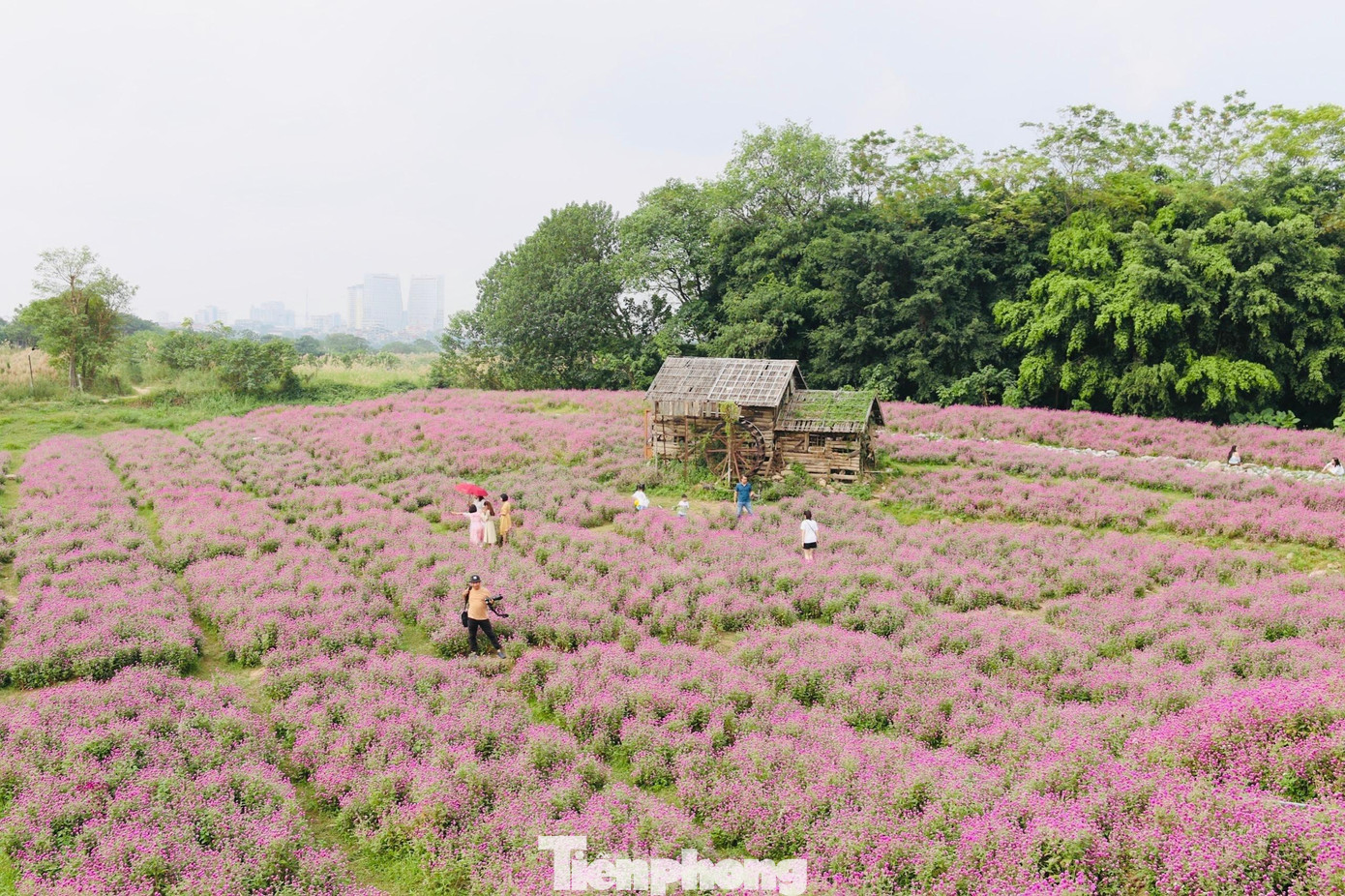Hằng năm cứ vào khoảng đầu tháng 11 đến cuối tháng 12, khu bãi đất trống bên sông Hồng đoạn qua phố Thạch Cầu (Long Biên, Hà Nội) lại nở rộ loài hoa cúc bách nhật màu tím hồng.