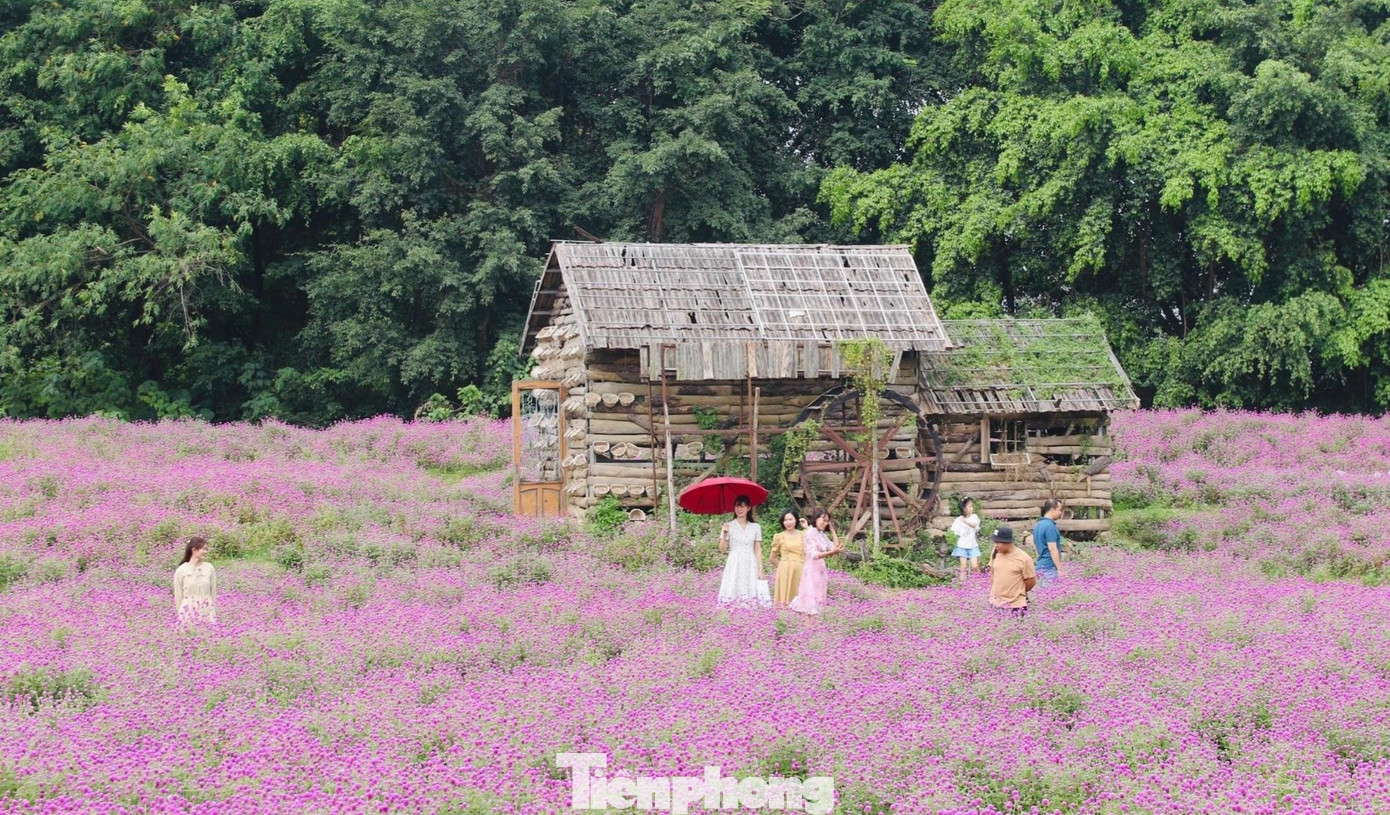 Sau mùa &quot;săn ảnh&quot; với cúc họa mi, dã quỳ, giới trẻ Hà Nội lại đang mách nhau với tìm đến cánh đồng cúc bách nhật tím rộng lớn.