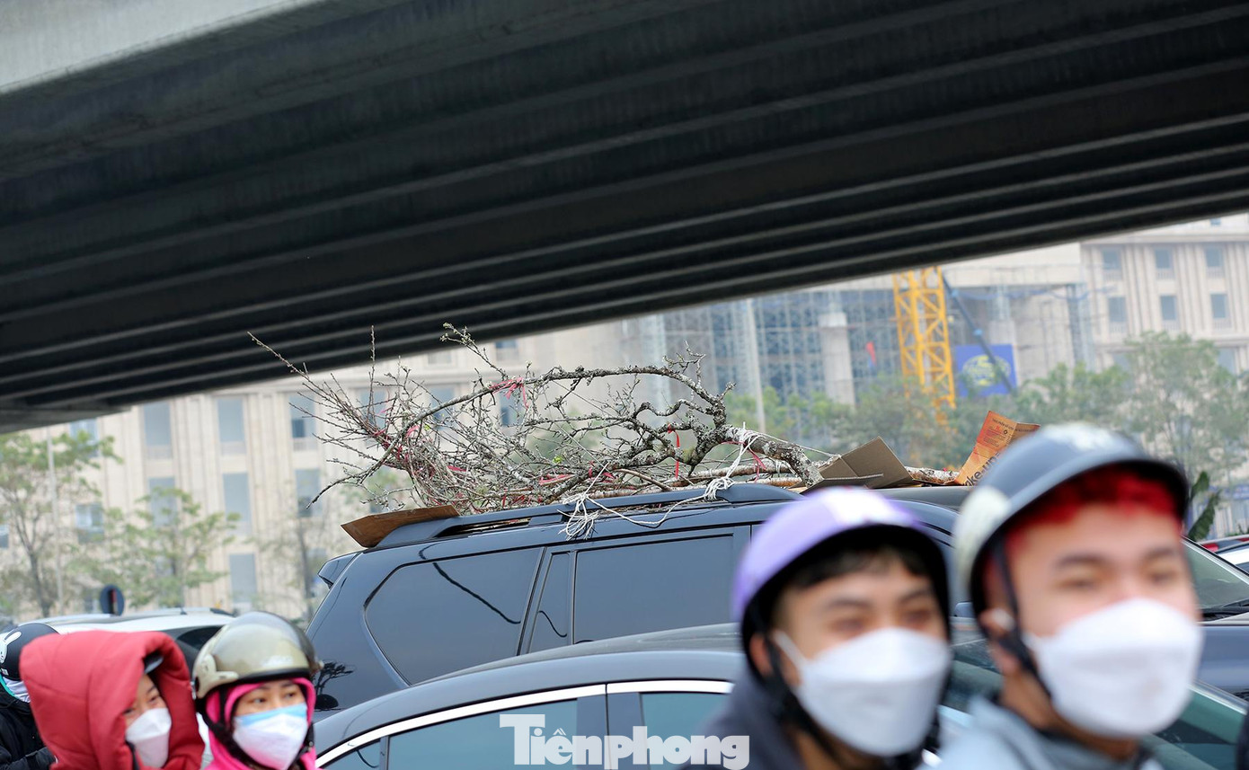 Không khí Tết đã cận kề, sau kỳ nghỉ lễ người dân chở cả đào rừng theo xe xuống phố.